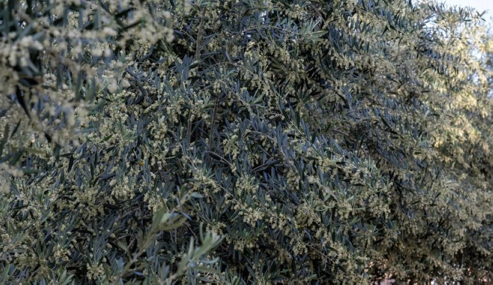 صور-|-تبوك-تتألق-بتزهير-الزيتون.-مؤشرات-لموسم-زراعي-واعد