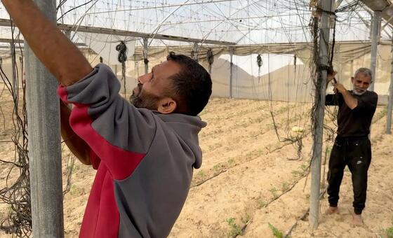 مزارعو-غزة-–-إنتاج-مكلف-ودخل-يتآكل،-وجهود-لتوسيع-المساعدات-الأممية