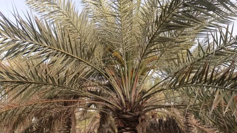 شيخ-تمور-الأحساء:-الأمطار-تُبشّر-بموسم-استثنائي-للنخيل.-و«الكمري»-تحدد-جودة-المحصول