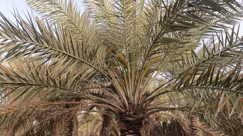 شيخ-تمور-الأحساء:-الأمطار-تُبشّر-بموسم-استثنائي-للنخيل.-و«الكمري»-تحدد-جودة-المحصول