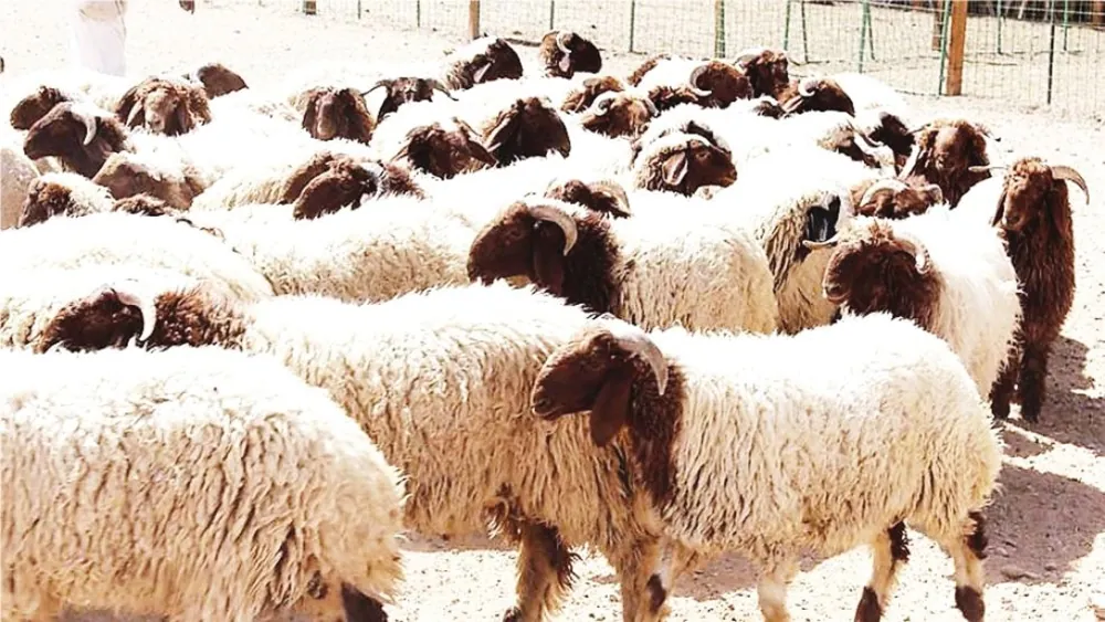 انخفاض-أسعار-الأغنام-باستثناء-«النعيمي-والبربري».-وتباين-الأعلاف