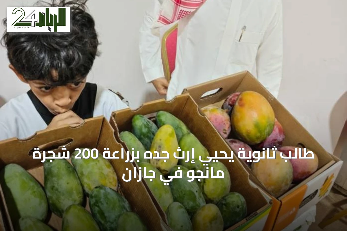 طالب ثانوية يحيي إرث جده بزراعة 200 شجرة مانجو في جازان
