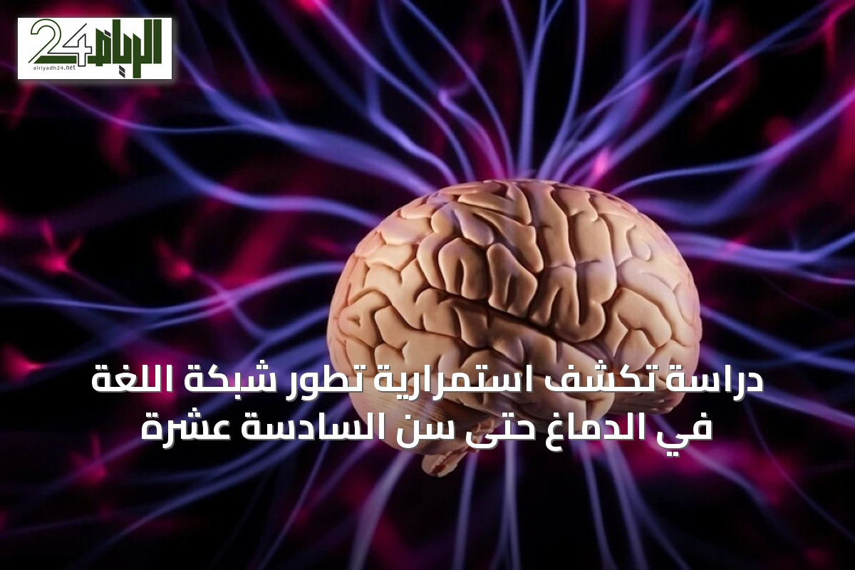 دراسة تكشف استمرارية تطور شبكة اللغة في الدماغ حتى سن السادسة عشرة