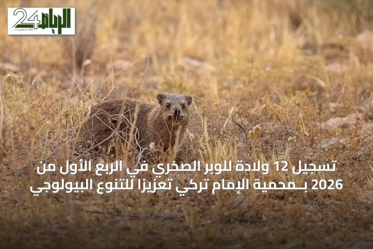 تسجيل 12 ولادة للوبر الصخري في الربع الأول من 2026 بــمحمية الإمام تركي تعزيزاً للتنوع البيولوجي