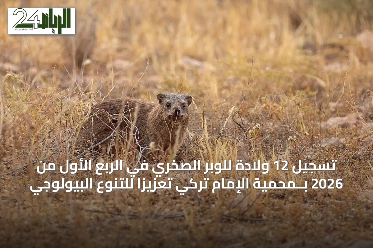 تسجيل 12 ولادة للوبر الصخري في الربع الأول من 2026 بــمحمية الإمام تركي تعزيزاً للتنوع البيولوجي