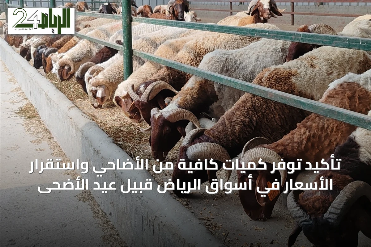 تأكيد توفر كميات كافية من الأضاحي واستقرار الأسعار في أسواق الرياض قبيل عيد الأضحى