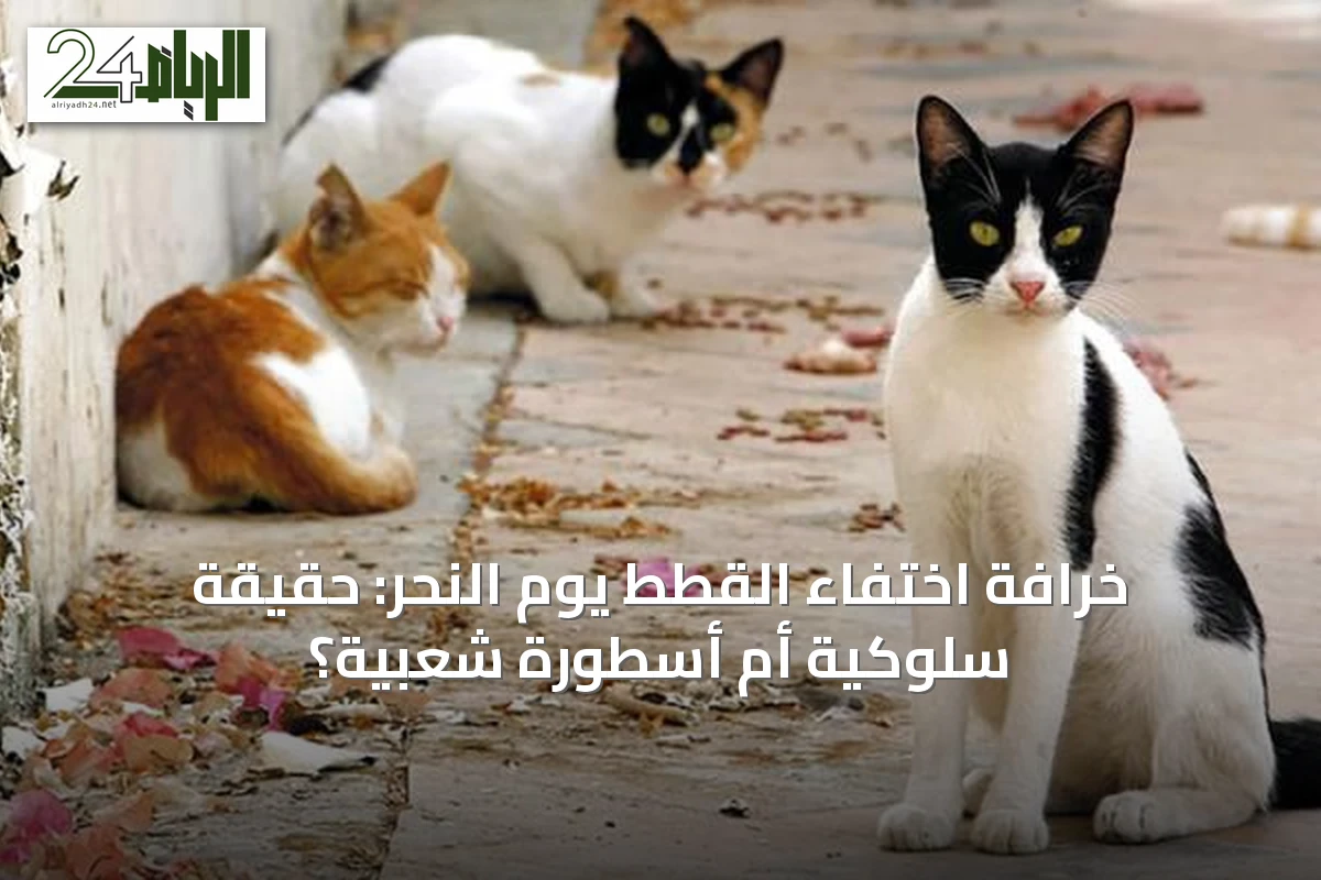 خرافة اختفاء القطط يوم النحر: حقيقة سلوكية أم أسطورة شعبية؟