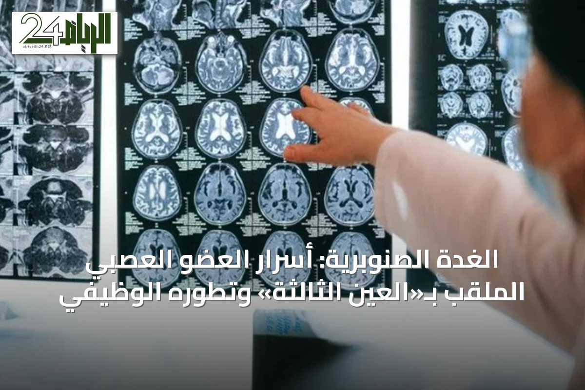الغدة الصنوبرية: أسرار العضو العصبي الملقب بـ«العين الثالثة» وتطوره الوظيفي