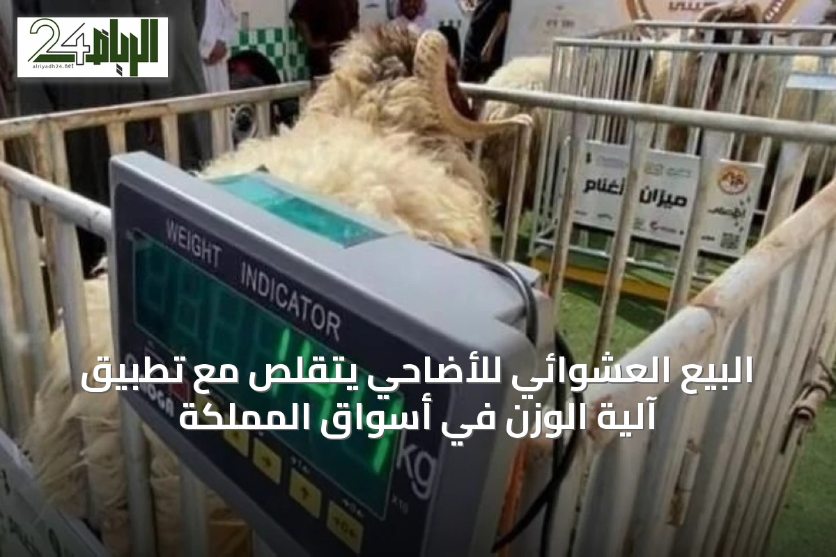 البيع العشوائي للأضاحي يتقلص مع تطبيق آلية الوزن في أسواق المملكة