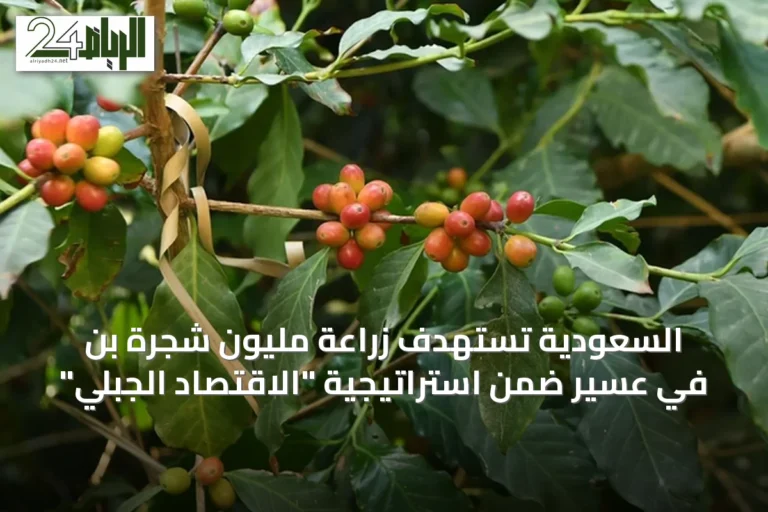 السعودية تستهدف زراعة مليون شجرة بن في عسير ضمن استراتيجية "الاقتصاد الجبلي"