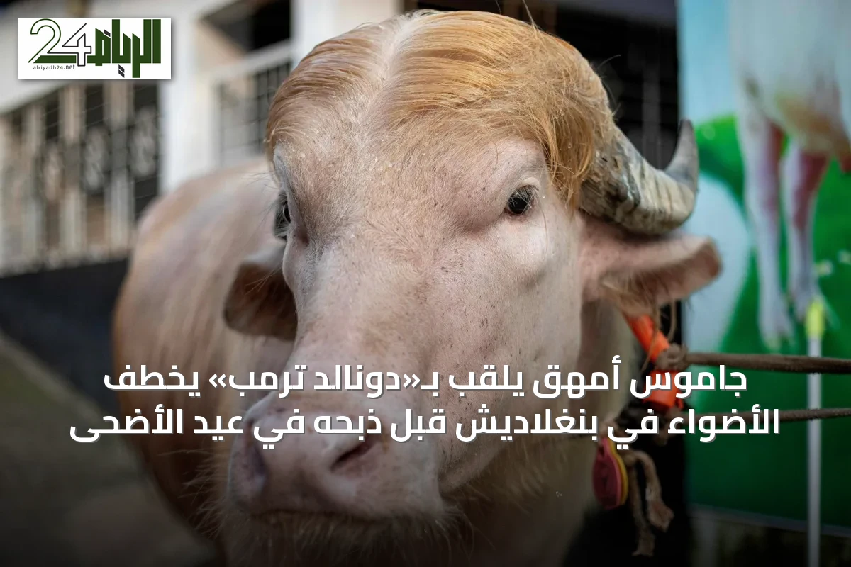 جاموس أمهق يُلقب بـ«دونالد ترمب» يخطف الأضواء في بنغلاديش قبل ذبحه في عيد الأضحى