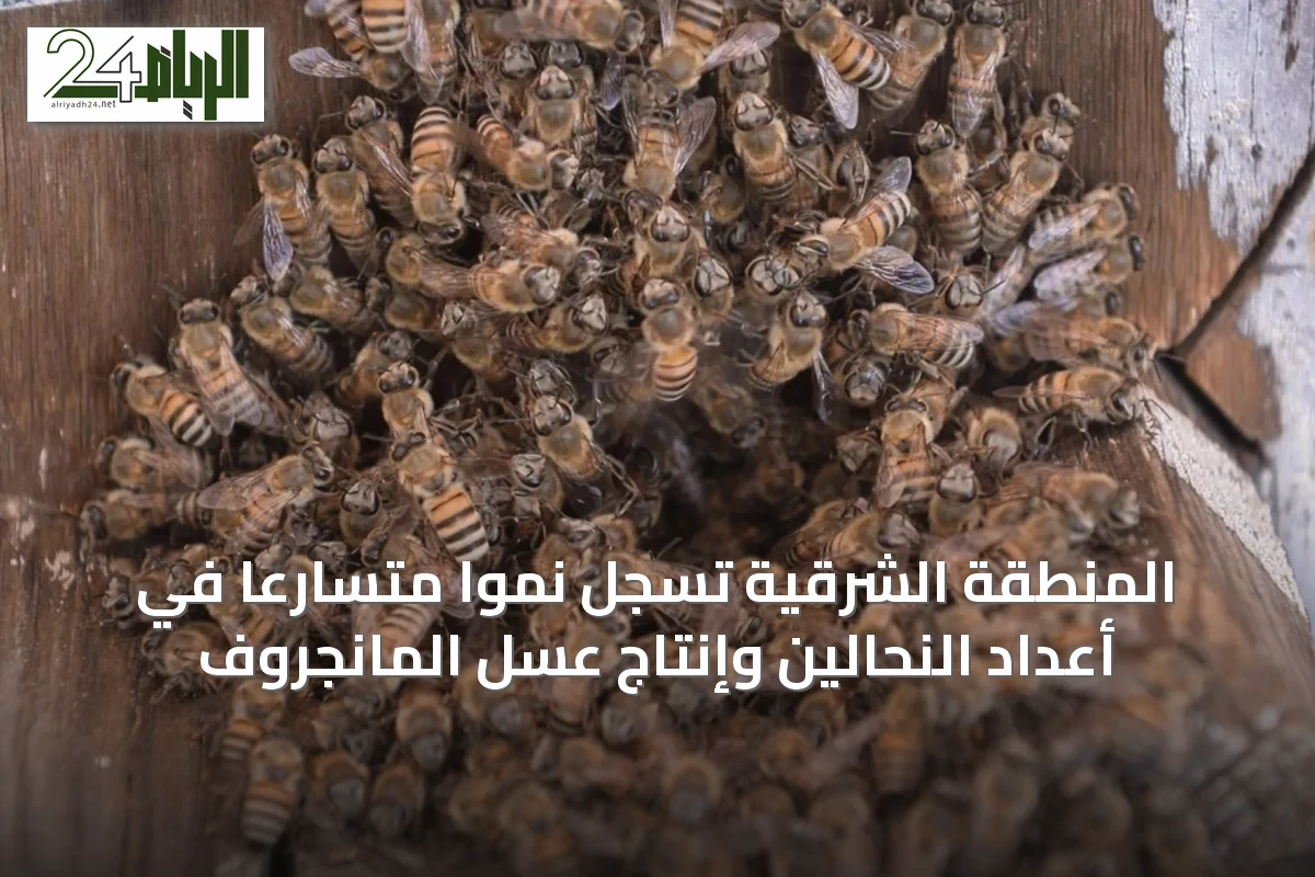 المنطقة الشرقية تسجل نمواً متسارعاً في أعداد النحالين وإنتاج عسل المانجروف