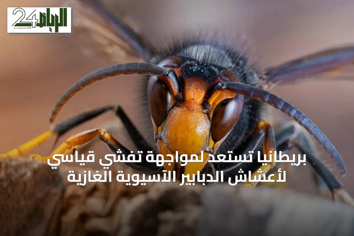 بريطانيا تستعد لمواجهة تفشي قياسي لأعشاش الدبابير الآسيوية الغازية