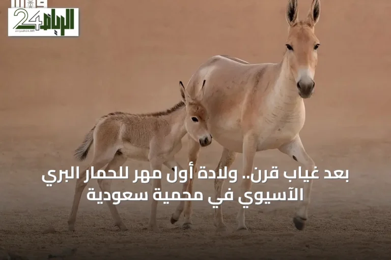 بعد غياب قرن.. ولادة أول مهر للحمار البري الآسيوي في محمية سعودية