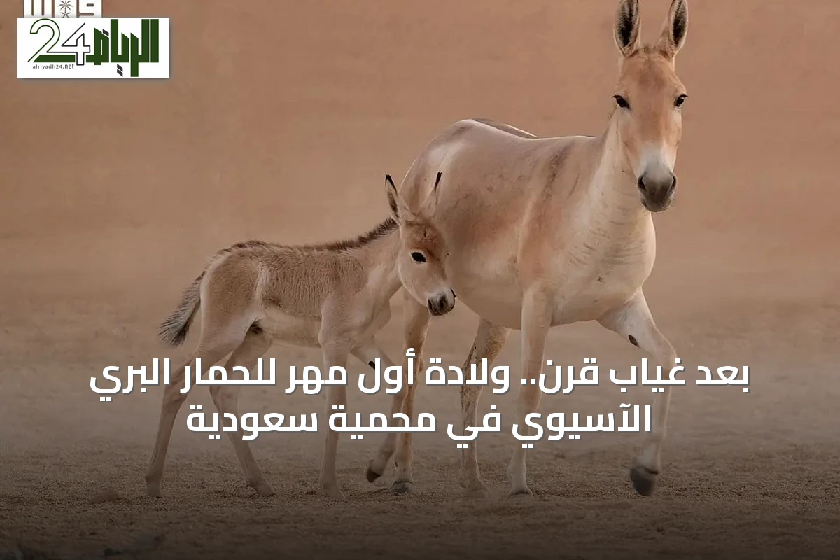 بعد غياب قرن.. ولادة أول مهر للحمار البري الآسيوي في محمية سعودية