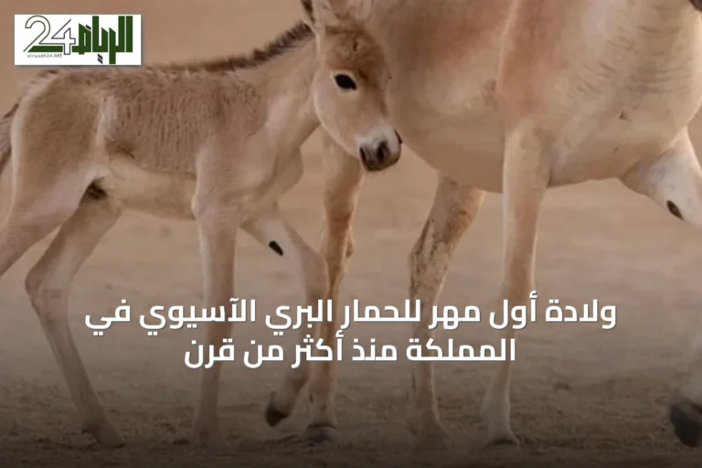 ولادة أول مهر للحمار البري الآسيوي في المملكة منذ أكثر من قرن