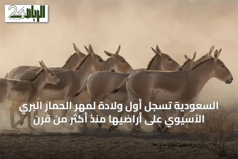 السعودية تسجل أول ولادة لمهر الحمار البري الآسيوي على أراضيها منذ أكثر من قرن