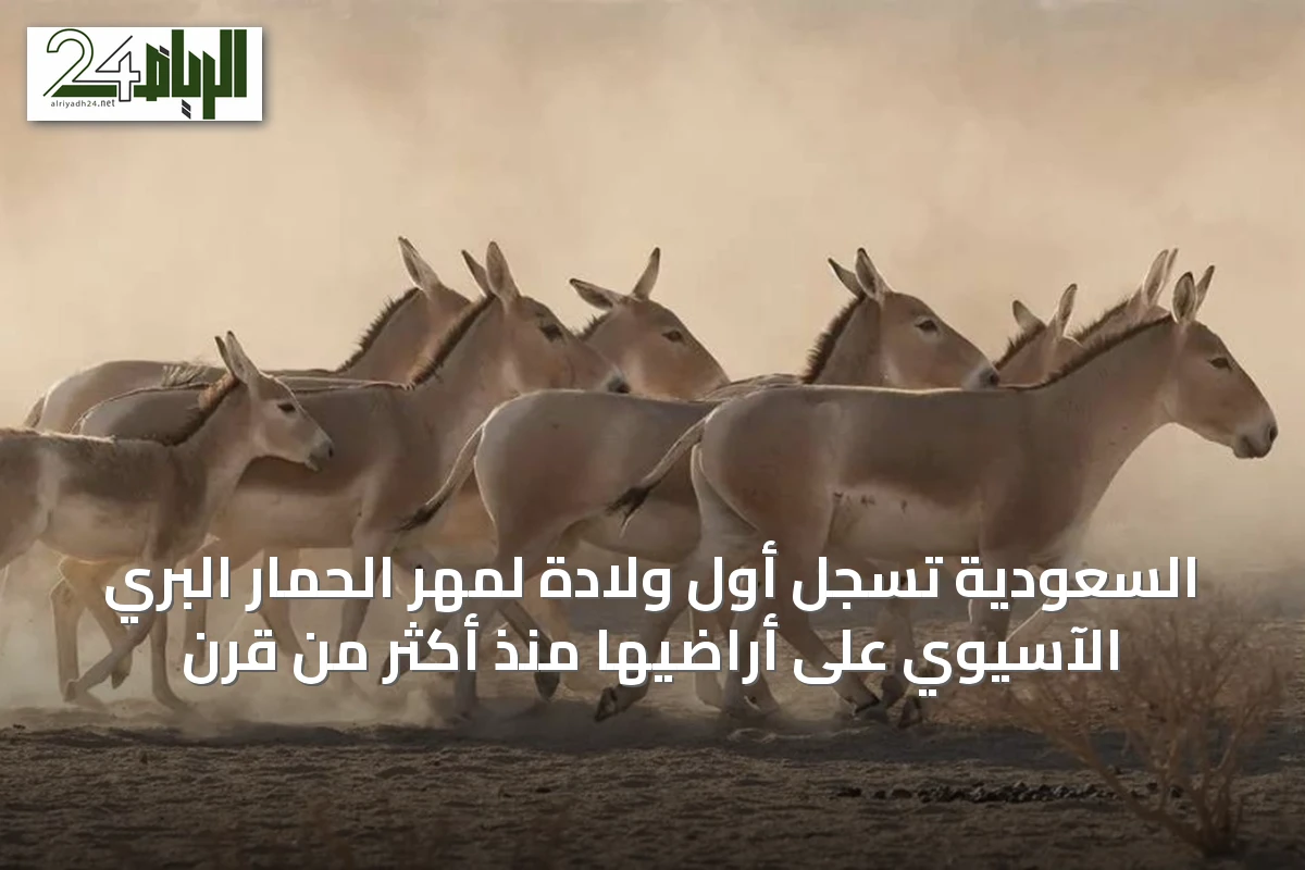 السعودية تسجل أول ولادة لمهر الحمار البري الآسيوي على أراضيها منذ أكثر من قرن