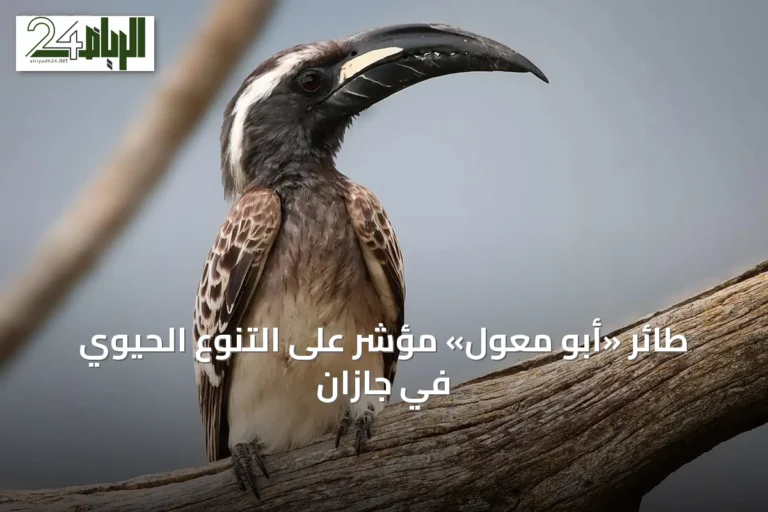 طائر «أبو معول» مؤشر على التنوع الحيوي في جازان