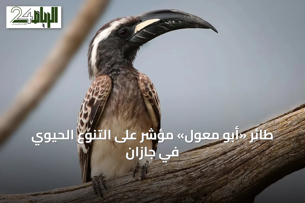 طائر «أبو معول» مؤشر على التنوع الحيوي في جازان