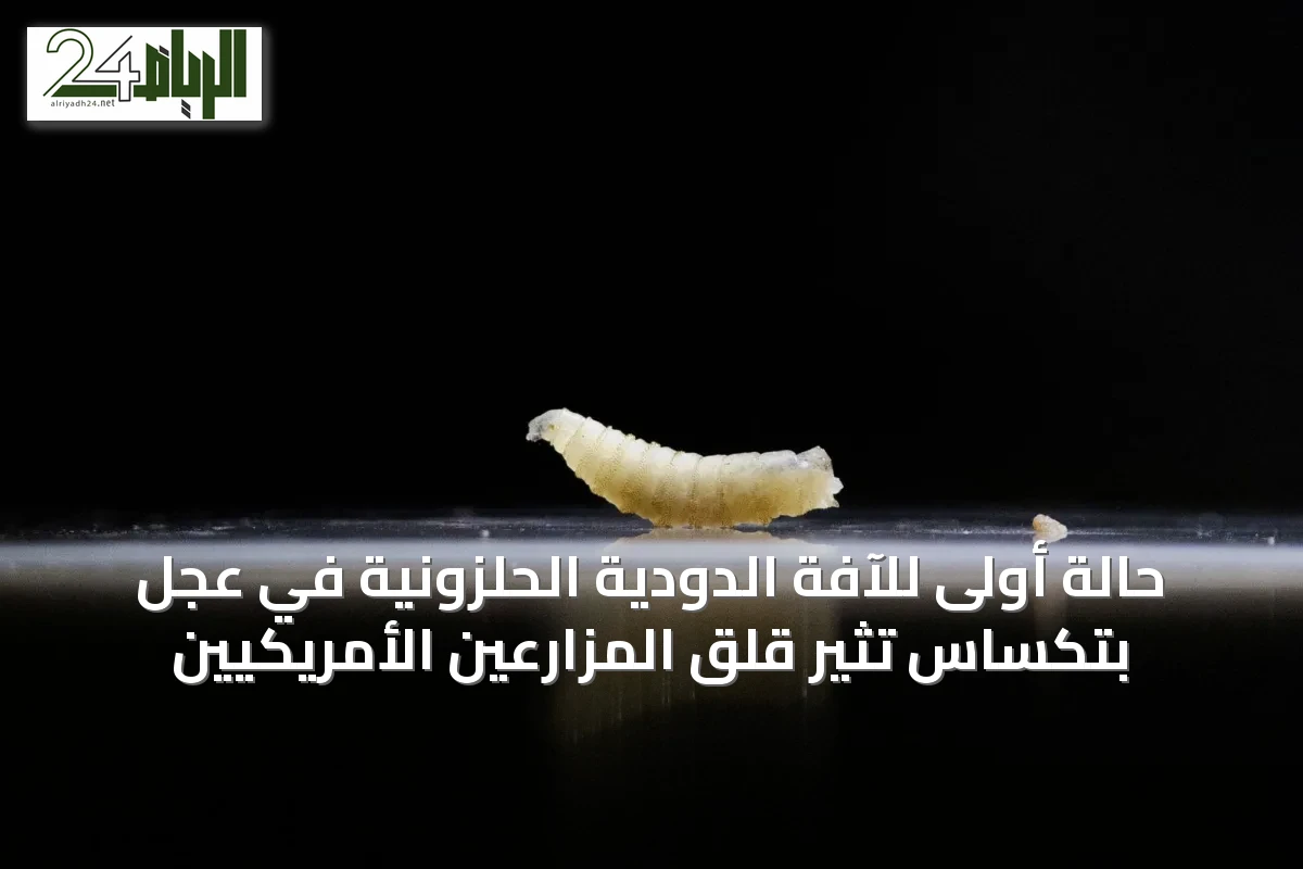 حالة أولى للآفة الدودية الحلزونية في عجل بتكساس تثير قلق المزارعين الأمريكيين