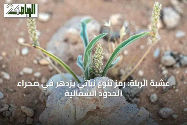 عشبة الربلة: رمز تنوع نباتي يزدهر في صحراء الحدود الشمالية