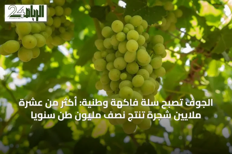 الجوف تُصبح سلة فاكهة وطنية: أكثر من عشرة ملايين شجرة تنتج نصف مليون طن سنوياً