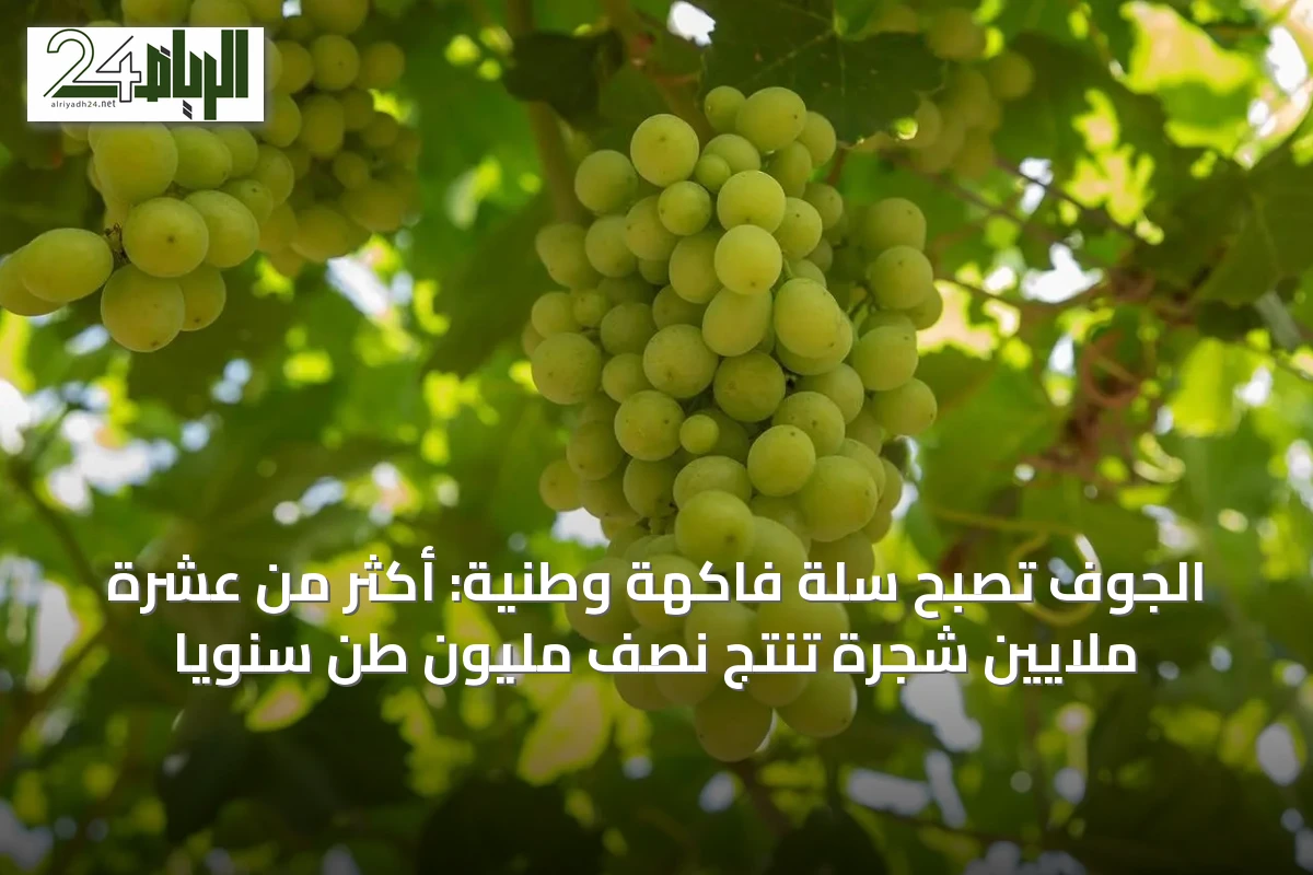 الجوف تُصبح سلة فاكهة وطنية: أكثر من عشرة ملايين شجرة تنتج نصف مليون طن سنوياً