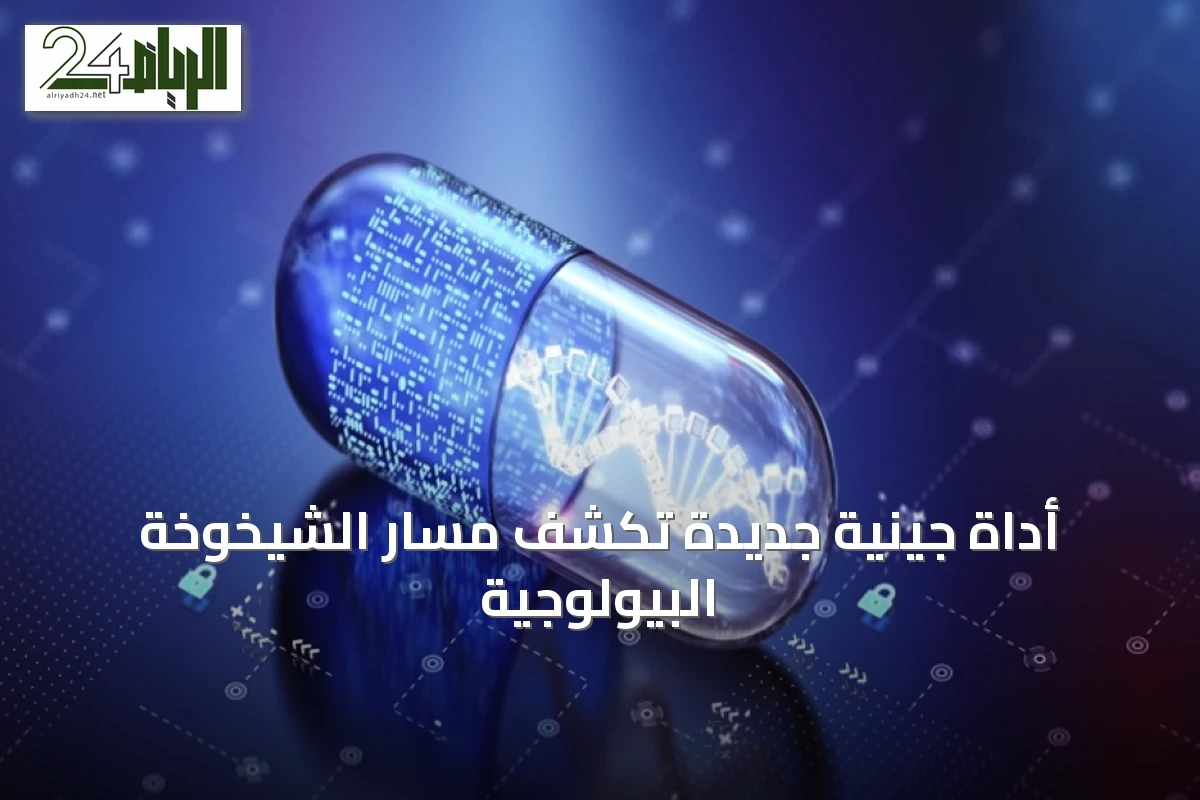 أداة جينية جديدة تكشف مسار الشيخوخة البيولوجية