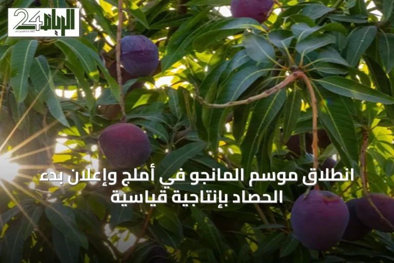 انطلاق موسم المانجو في أملج وإعلان بدء الحصاد بإنتاجية قياسية