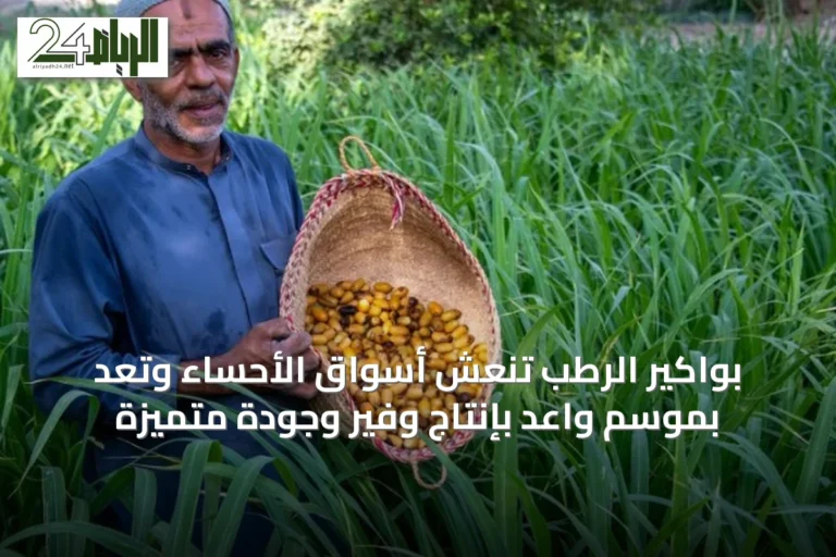 بواكير الرطب تنعش أسواق الأحساء وتعد بموسم واعد بإنتاج وفير وجودة متميزة