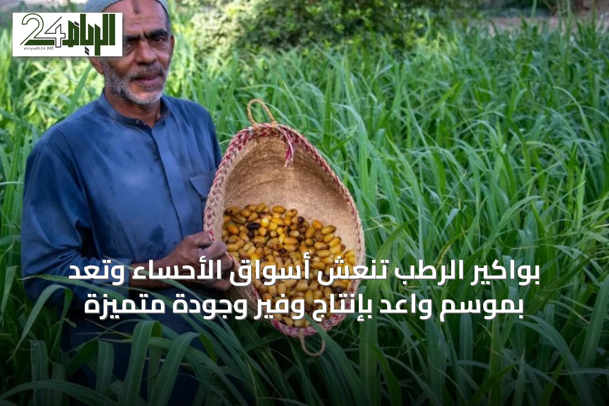بواكير الرطب تنعش أسواق الأحساء وتعد بموسم واعد بإنتاج وفير وجودة متميزة