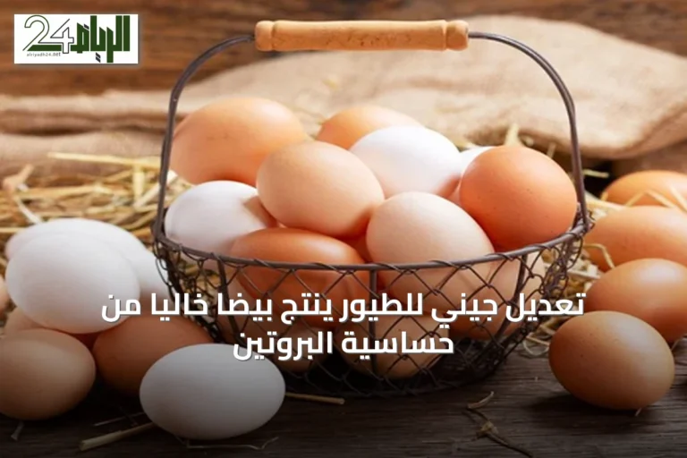 تعديل جيني للطيور ينتج بيضاً خالياً من حساسية البروتين
