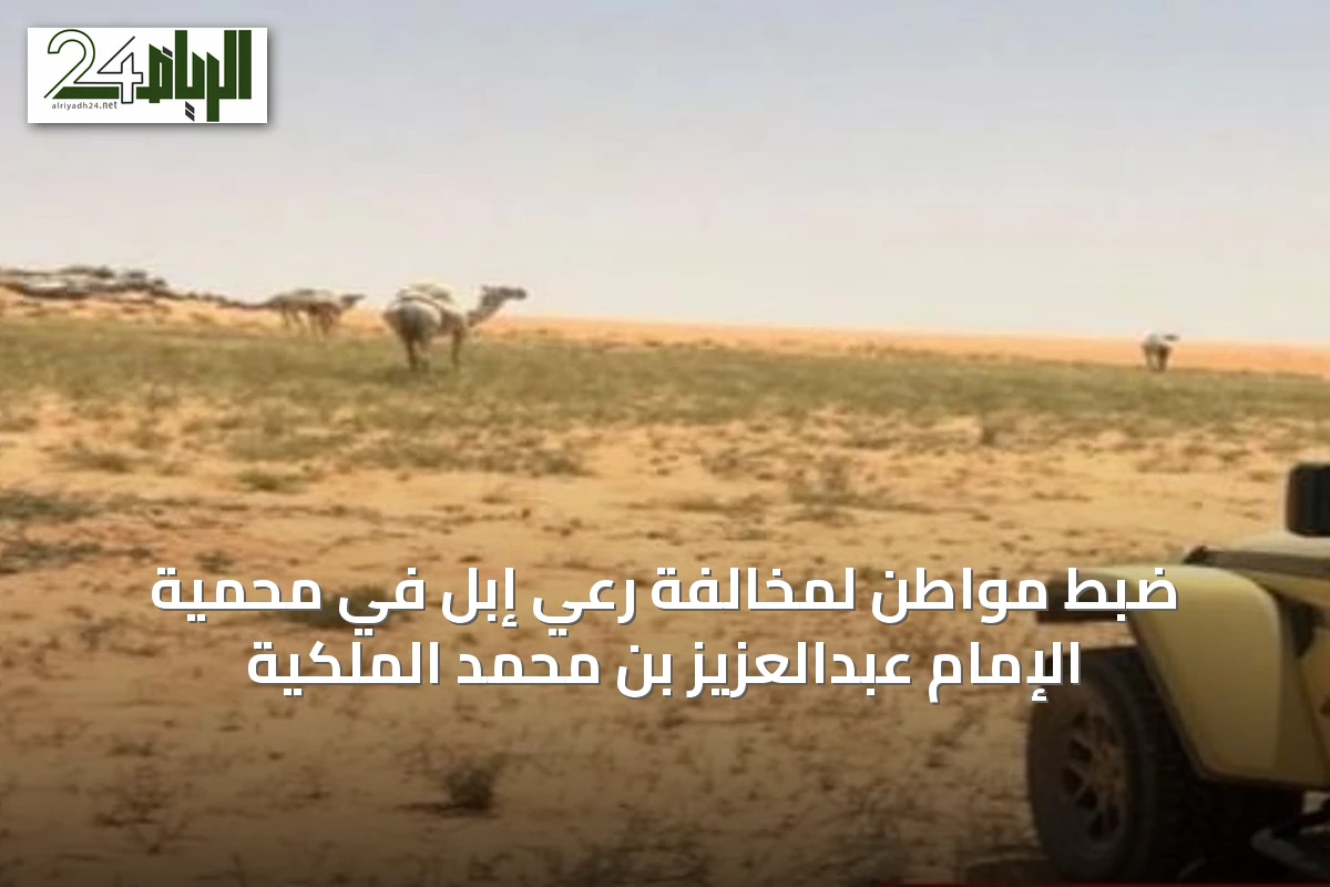 ضبط مواطن لمخالفة رعي إبل في محمية الإمام عبدالعزيز بن محمد الملكية