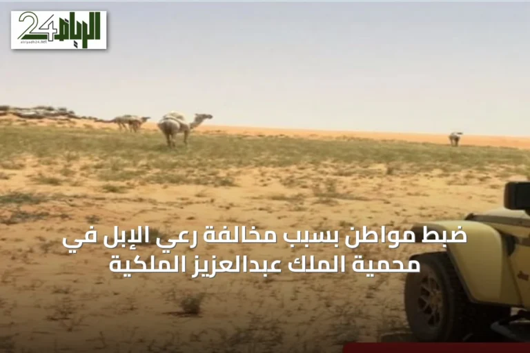 ضبط مواطن بسبب مخالفة رعي الإبل في محمية الملك عبدالعزيز الملكية