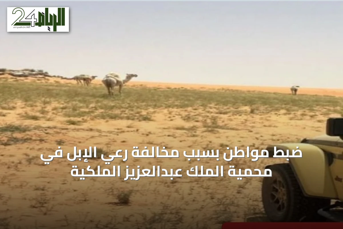 ضبط مواطن بسبب مخالفة رعي الإبل في محمية الملك عبدالعزيز الملكية