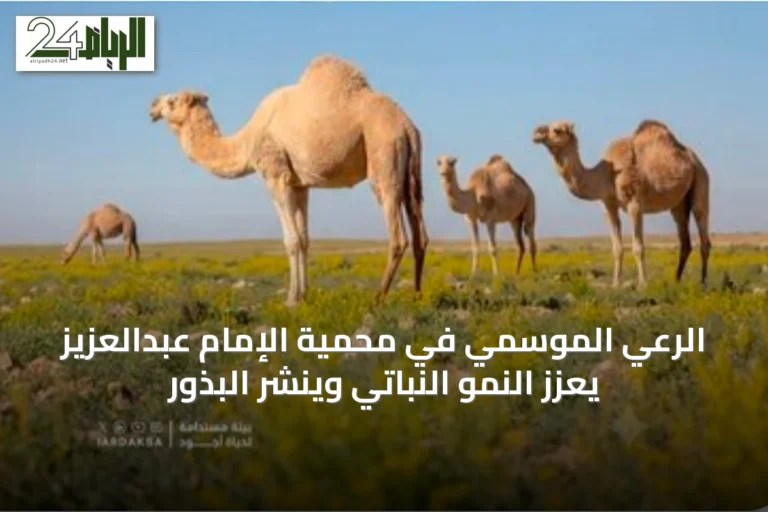 الرعي الموسمي في محمية الإمام عبدالعزيز يعزز النمو النباتي وينشر البذور