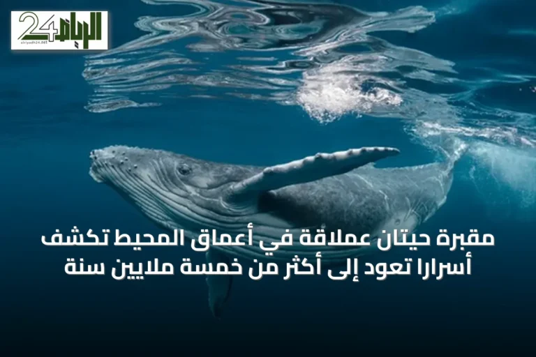 مقبرة حيتان عملاقة في أعماق المحيط تكشف أسراراً تعود إلى أكثر من خمسة ملايين سنة