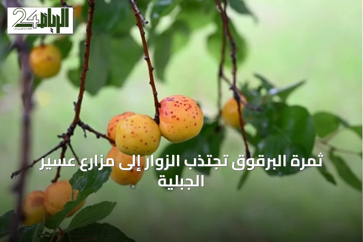 ثمرة البرقوق تجتذب الزوار إلى مزارع عسير الجبلية