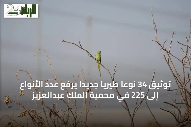 توثيق 34 نوعًا طيريًا جديدًا يرفع عدد الأنواع إلى 225 في محمية الملك عبدالعزيز