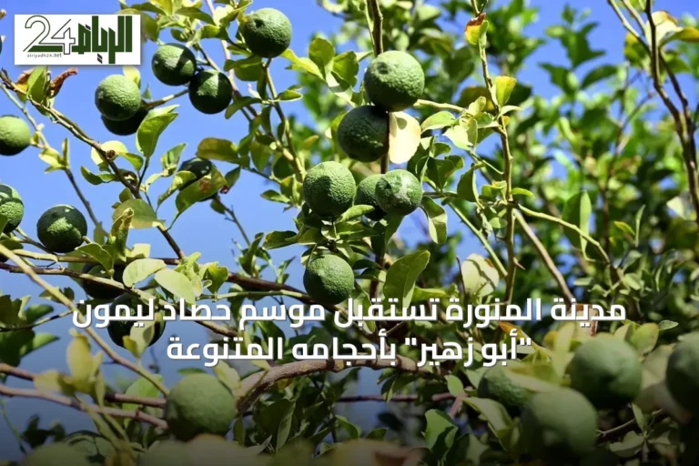 مدينة المنورة تستقبل موسم حصاد ليمون "أبو زهير" بأحجامه المتنوعة