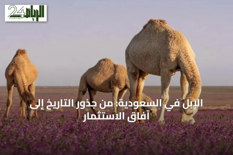 الإبل في السعودية: من جذور التاريخ إلى آفاق الاستثمار