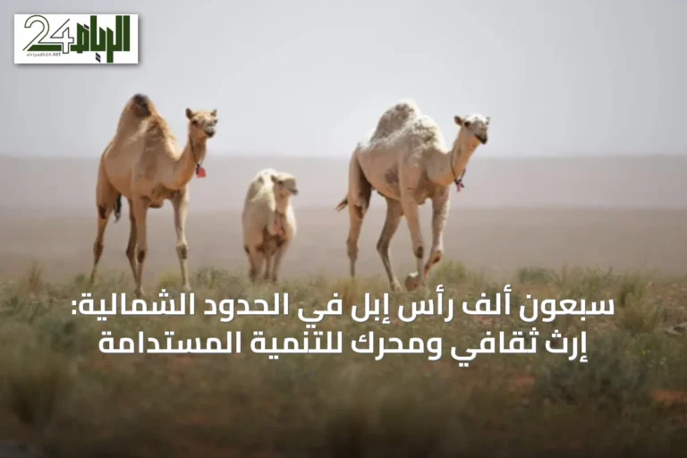 سبعون ألف رأس إبل في الحدود الشمالية: إرث ثقافي ومحرك للتنمية المستدامة