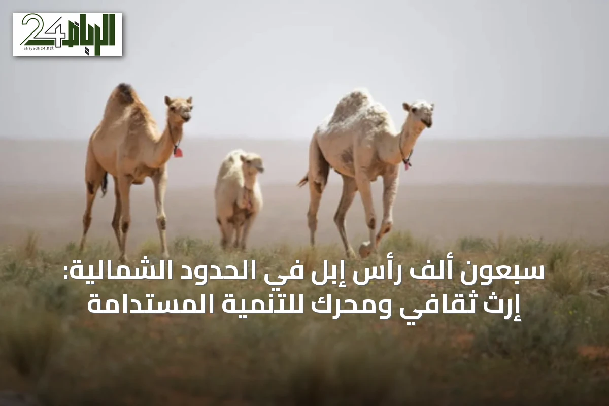 سبعون ألف رأس إبل في الحدود الشمالية: إرث ثقافي ومحرك للتنمية المستدامة