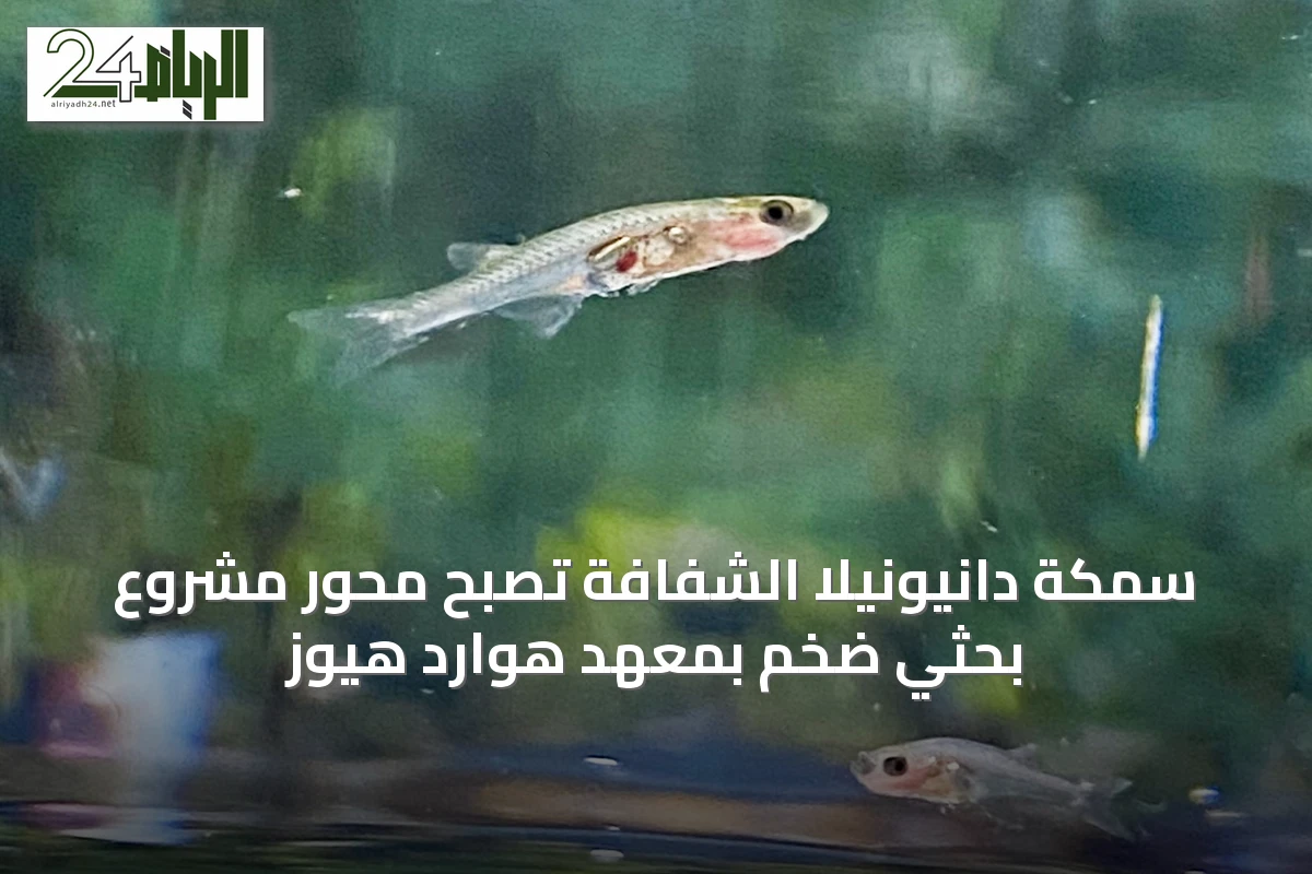 سمكة دانيونيلا الشفافة تصبح محور مشروع بحثي ضخم بمعهد هوارد هيوز