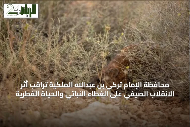 محافظة الإمام تركي بن عبدالله الملكية تراقب أثر الانقلاب الصيفي على الغطاء النباتي والحياة الفطرية