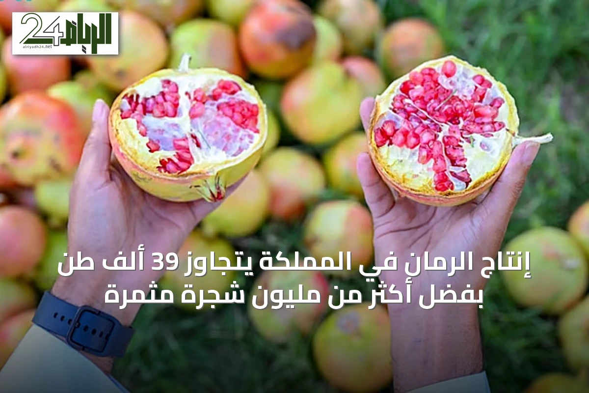 إنتاج الرمان في المملكة يتجاوز 39 ألف طن بفضل أكثر من مليون شجرة مثمرة