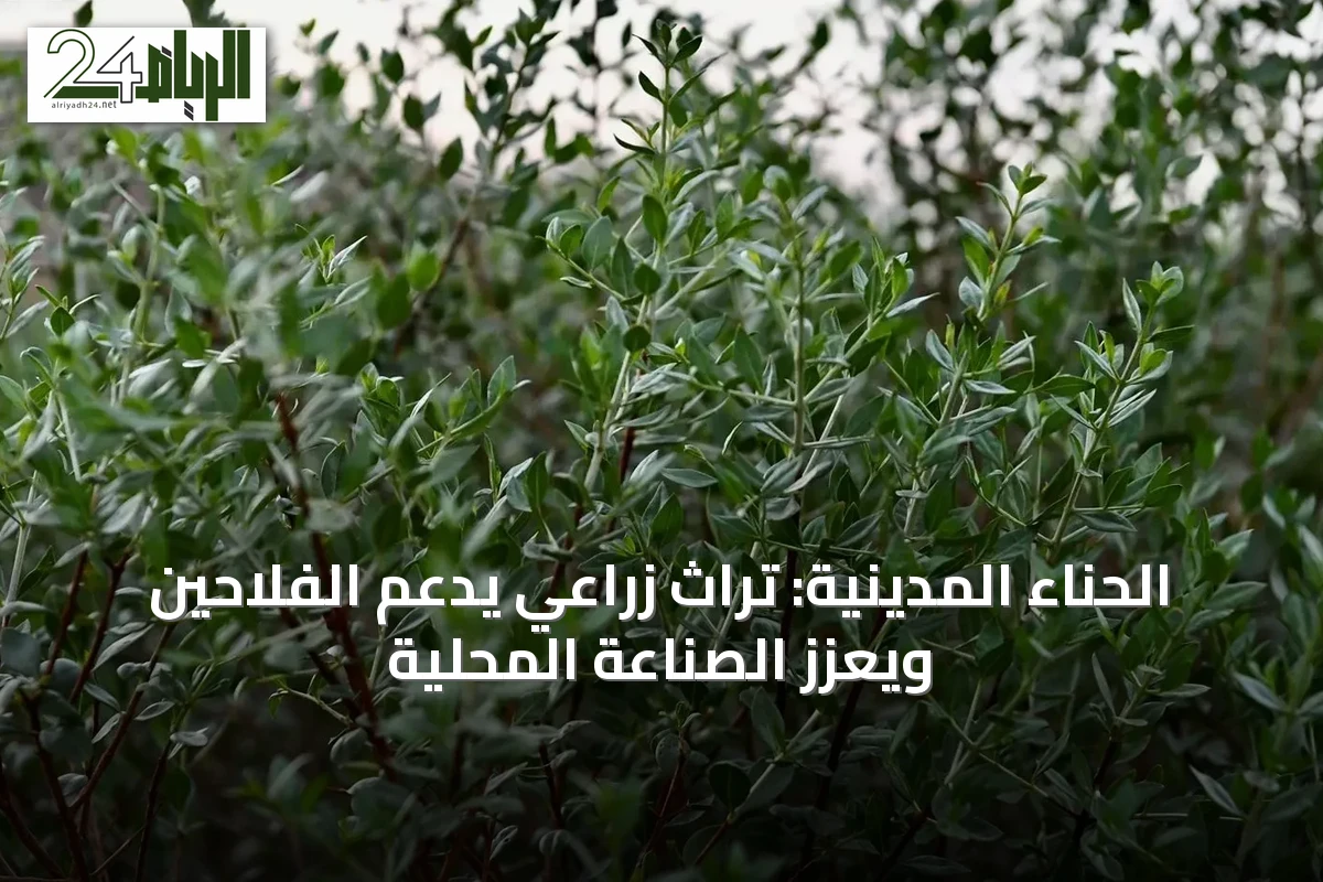 الحناء المدينية: تراث زراعي يدعم الفلاحين ويعزز الصناعة المحلية