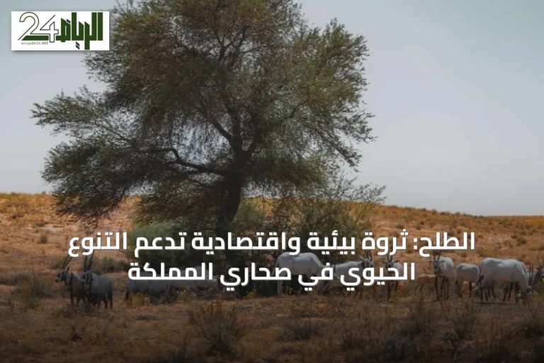 الطلح: ثروة بيئية واقتصادية تدعم التنوع الحيوي في صحاري المملكة