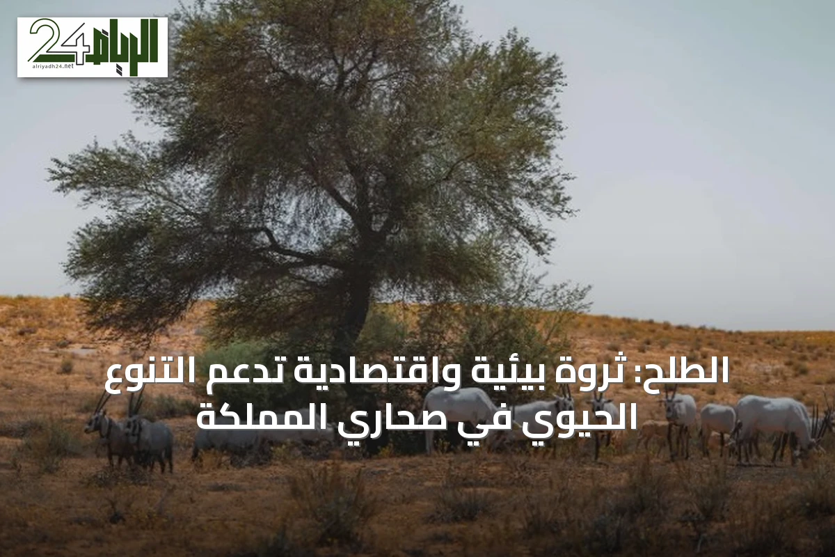 الطلح: ثروة بيئية واقتصادية تدعم التنوع الحيوي في صحاري المملكة